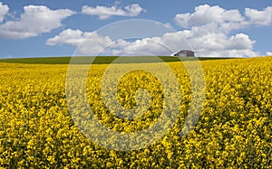 Colza. Field. Hills. Yellow. Blue. Sky