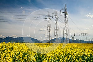 Colza field and powerline electricity