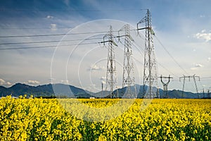 Colza field and powerline electricity photo