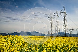 Colza field and powerline electricity