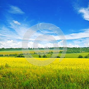 Colza field and sky with beautiful clouds