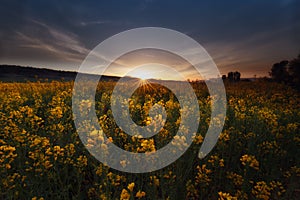 Colza fields at sunrise in Dallo