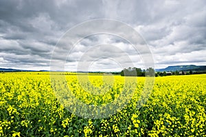 Colza fields under rainy sky