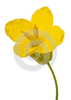 Colza flower Brassica napus