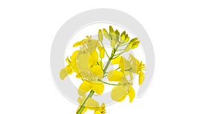 Colza white background. Yellow rape flowers for healthy food oil on field. Rapeseed plant, colza rapeseed for green