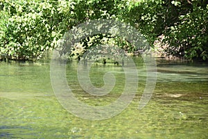 Comal Springs River