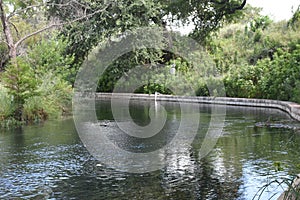 Comal Springs River