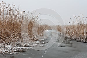 Comana Lake in winter