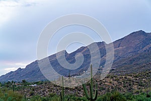 Comanding mountains with cliff precipe and rolling saguaro cactus fields in early morning sunrise or sunset in woods