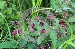 Comarum palustre flower, known as the purple marshlocks, swamp cinquefoil and marsh cinquefoil