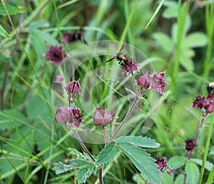 Comarum palustre flower, known as the purple marshlocks, swamp cinquefoil and marsh cinquefoil