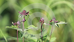 Comarum palustre. Marsh cinquefoil close-up