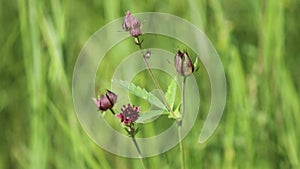 Comarum palustre. Marsh cinquefoil on the shore of a lake in the Russian Arctic