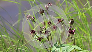 Comarum palustre. Marsh cinquefoil on the shore of a lake in the Russian Arctic