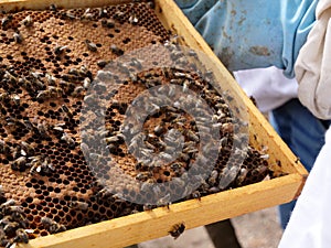 Comb with bee brood