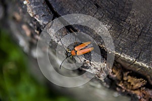 A comb-clawed beetle