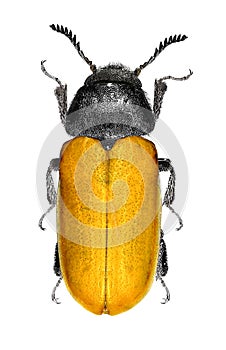 Comb-clawed beetle Omophlus sp. Tenebrionidae: Alleculinae photo