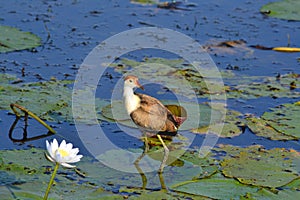 Comb Crested Jacana in Kakadu