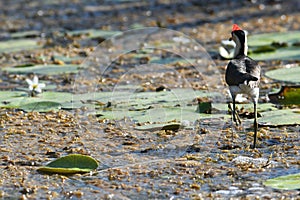 A comb-crested Jacana walking over lily pads
