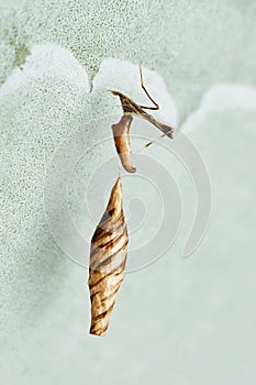 Comb footed spider with eggsack, Rhomphaea rostrata, Pune, Maharashtra