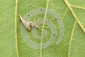 Comb footed spider - Meotipa sp. , resting under leaf, Amba , Kolhapur