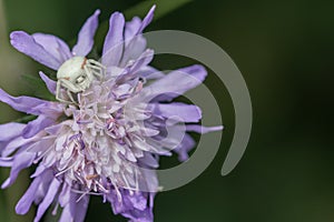 Comb-footed spider on Scabious plant