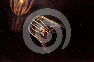 Comb jellyfish called Phylum ctenophore photo