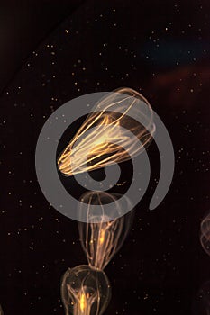 Comb jellyfish called Phylum ctenophore photo