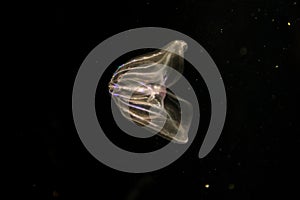 Comb Jellyfish lighting up and swimming in the ocean