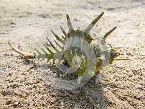Comb Murex Shell on a sandy sea bottom. photo