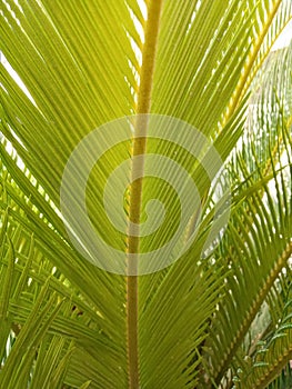 Comb pam plant leef back straight view