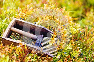 Comb for picking blueberries. Beautiful photos and blur background.