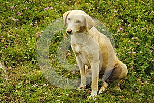 Combai dog breed on green grass, Manali, Himachal Pradesh, India photo