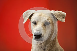 Combai dog, close-up, ARAI tekdi, Pune, Maharashtra, India