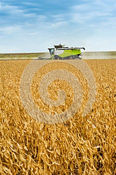 combaine harvests soybeans, soybeans in the autumn