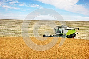the combaine harvests soybeans, soybeans in the autumn