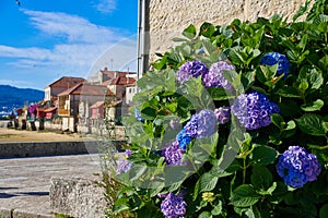 Combarro hydrangeas flowers Galician village