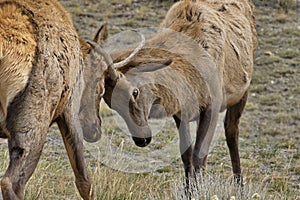 Combat between young male elk with spike antlers