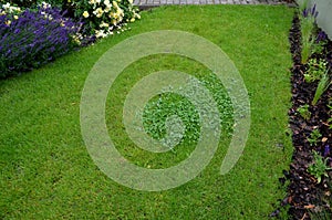 Combating dicotyledonous weeds in the lawn means using herbicides. if you want to have a single-species lawn without clover stain photo
