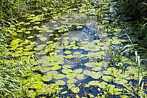Combe Haven River, East Sussex, England with Yellow lily pads and Arrowhead plants