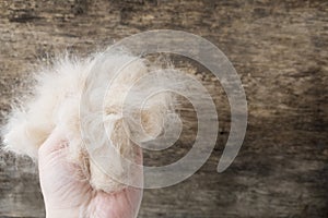 Combed wool cat in hand