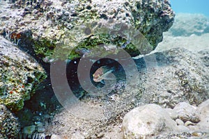 Comber Fish Serranus cabrilla Underwater Scene, Underwater Life