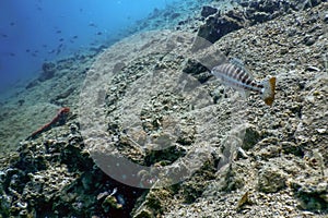 Comber Fish (Serranus cabrilla) Underwater Scene