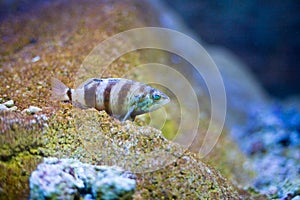 Comber fish underwater