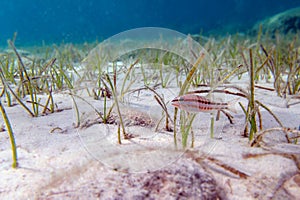 The comber fish, underwater scene - (Serranus cabrilla)
