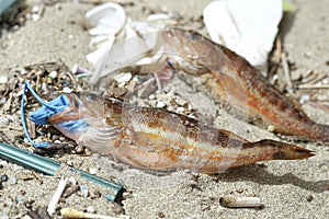 Comber perch fish dead eating plastic rubber disposal glove trash on a debris contaminated sea habitat.Nature pollution