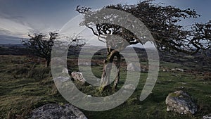 Combestone Tor Combestone Tor Dartmoor sits in a strange spot a little on its own on the south moor. photo