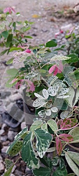 The combination of colors on the beautiful leaves of Pithecellobium dulce