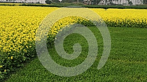 A combination of green and yellow crops, Manikgonj,  Dhaka