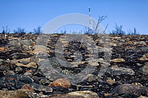 modern telecommunications towers and dying of forest